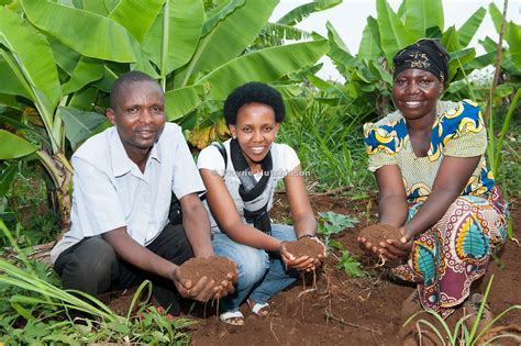 Hutchinson Photography - Images of Agriculture and Rural Life | Rwandan woman harvesting ...