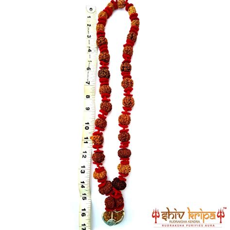 Buy Sarv Sidh 1 To 14 Mukhi Mala Online – Shiv Kripa Rudraksha