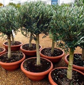Trothic Gardens Tropical Rare Olea europaea European Olive Plant (1 ...