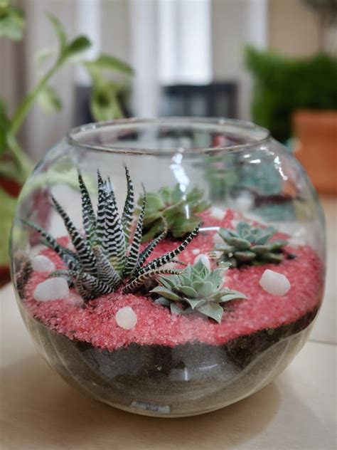 Glass Terrarium Kit Gift, Virtual Plant Party kit – Crazyflora