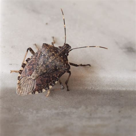 7 Best Stink Bug Repellent Options to Deter Pests, Tested
