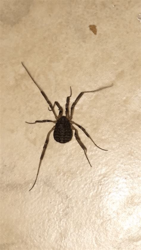 Spiders in Oklahoma - Species & Pictures