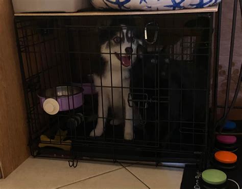 Where did Guinness go? : r/blackcats