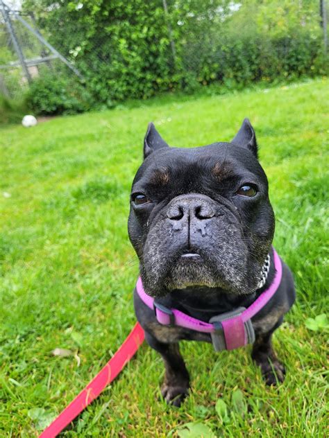 Flowbee Dogs 的图像结果