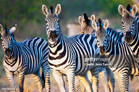 Image result for Zebra Front View