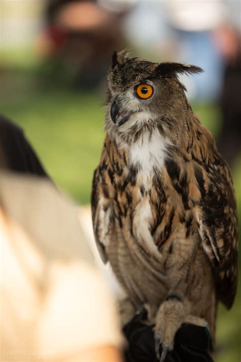 Entertainers | Utah Renaissance Faire