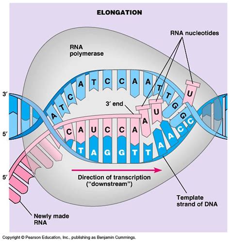 RNA Chain 的图像结果