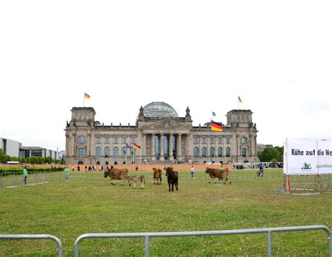 Kuhherde vor dem Reichstag: Greenpeace und AbL für Weidetierhaltung ...