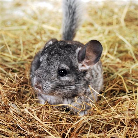 Chinchillas As Pets