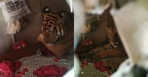 Tiger Escapes From Assam Floods And Finds Safe Place In A House, Caught ...