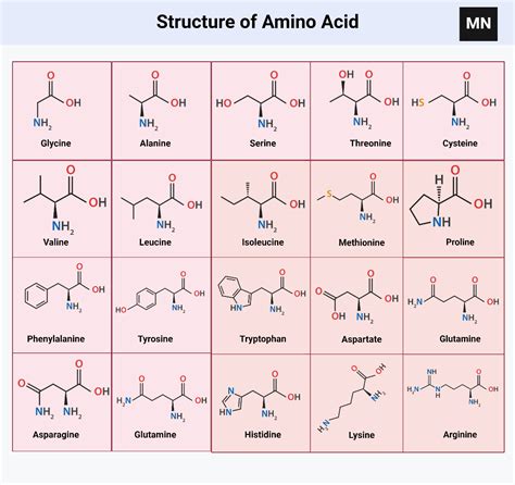 Structure of 20 Amino acids with their chemical formula Mcat Study ...