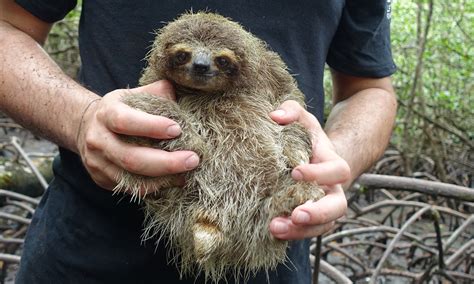 Pygmy Sloths are Cute, Sustainable, and At Risk. - TREE Foundation