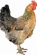 Image result for Chicken
