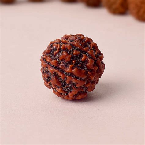 6 Mukhi Rudraksha Bead (Regular) | Satvikstore.in – satvikstore.in