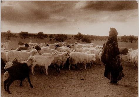 Navajo Nation Livestock Management Incentives Programs