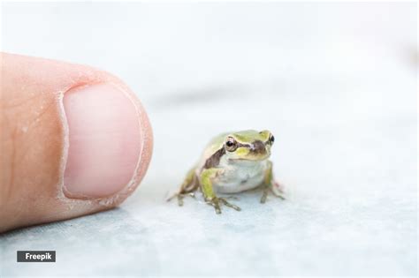 Discover the smallest animals on Earth | Pets-animals News - The Indian Express