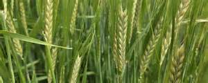 Wie Landwirte mit Braugerste 2026 erfolgreich sein können | agrarheute.com