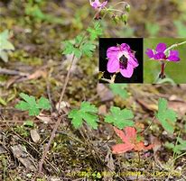 Image result for geranium 老鹳草属植物图片