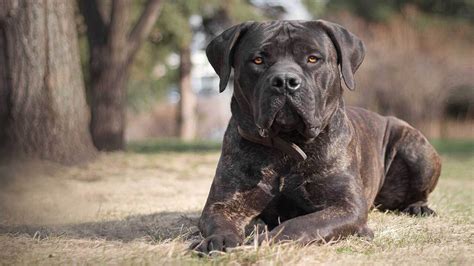 Cane Corso Protection 的图像结果