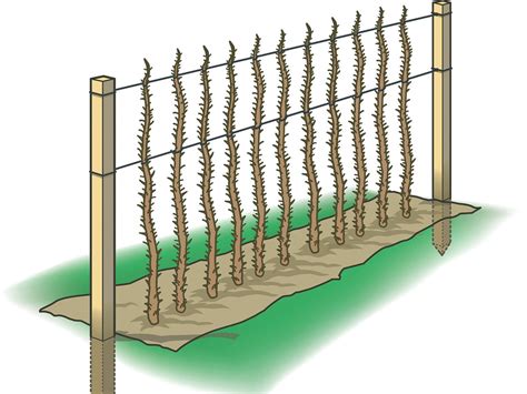 Image result for How to Support Raspberry Bushes