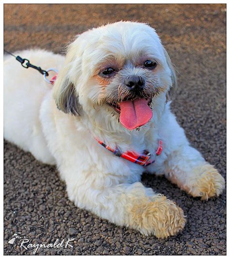 Shih Tzu White: A Bright and Charming Personality