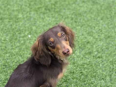 Are Pork Bones Safe for Dogs? - The Farmer’s Dog - Digest