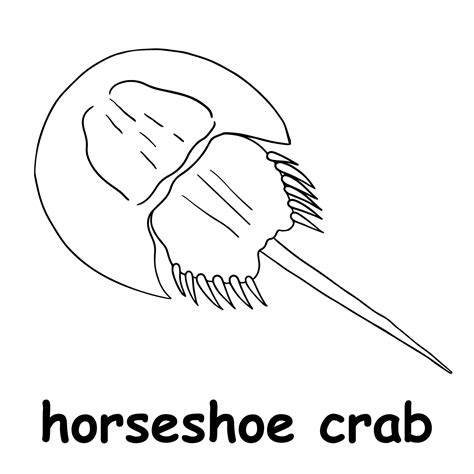 Horseshoe Crab Coloring Sheet