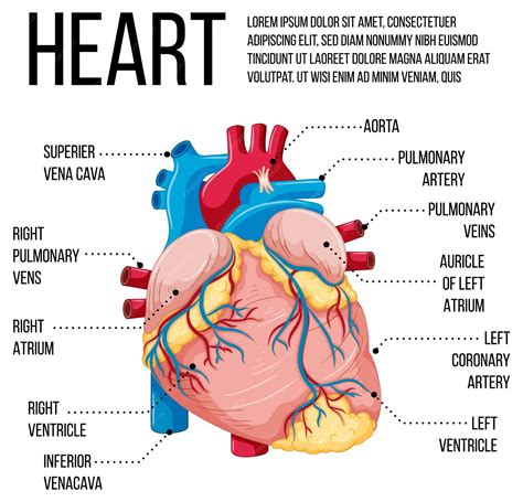 Blood Vessels Of The Heart Diagram