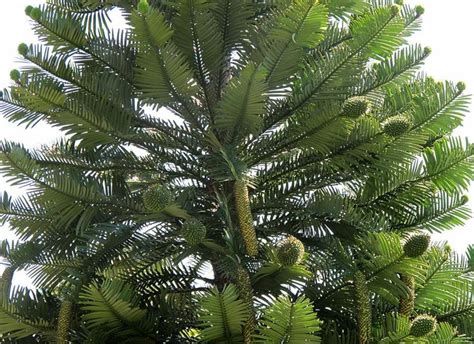 Wollemia nobilis - Wollemi Pine | Australian Botanic Garden Mount Annan