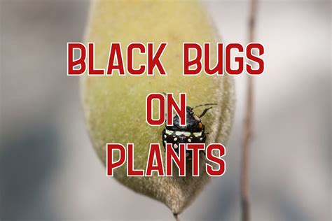 17 Black Bugs on Plants (& How to Get Rid of Them)