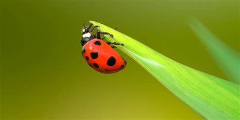 Image result for Ladybug Realistic