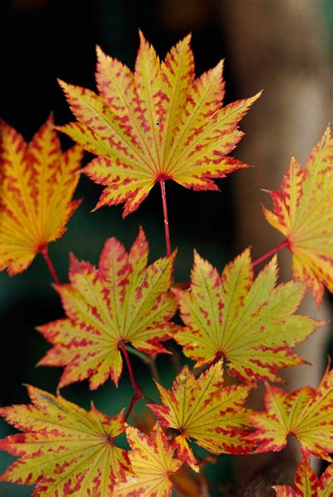 Japanese Maple Leaf