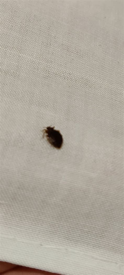 MALAK AL SAFWA HOTEL (Makkah/Mecca) - Hotel Reviews & Photos - Tripadvisor