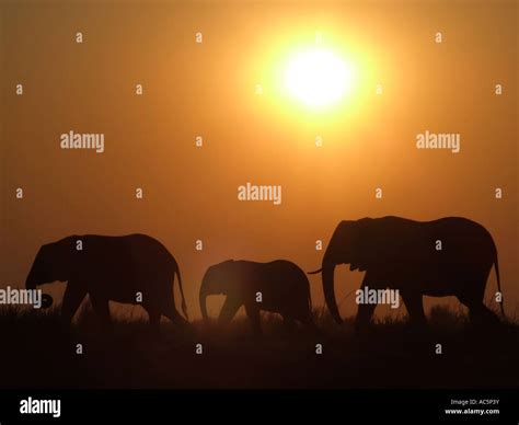Silhouette of elephants at sunset Stock Photo - Alamy
