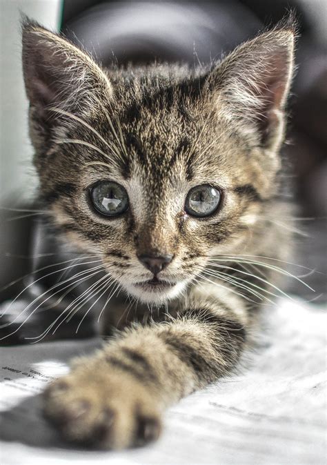 Kitten Cat Cute - Free photo on Pixabay