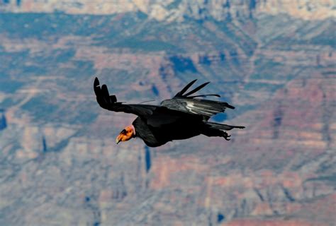 Animals That Live In Canyons
