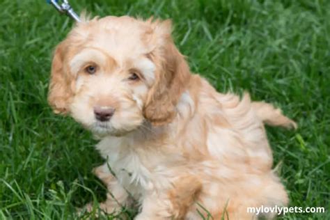 Image result for Mini Cockapoo