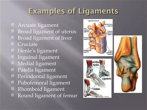 Image result for Musculoskeletal System Word