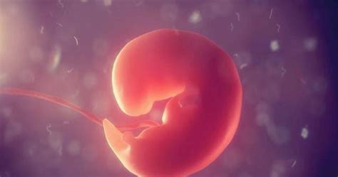 什么是胎芽和胎心？对宝宝有什么作用？