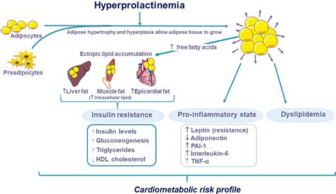 Frontiers | The interplay between prolactin and cardiovascular disease