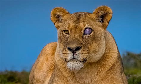 Meaning, Origin And History Of The Name Ariella - frankiepeach.com