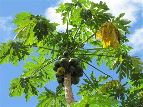 carica papaya homeopathic medicine