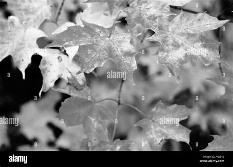 Image result for Maple Tree Leave CT