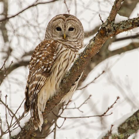 Barred Owl Images