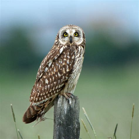 Owls in Pennsylvania: Top 9 Species with Pictures for You to Identify