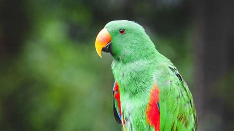 Image result for Parrot Search Algorithm