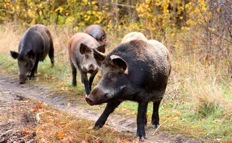 Wild Hogs in Texas: Types, Behavior, and Best Viewing Spots