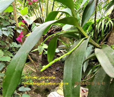 Medicinal Plant Details