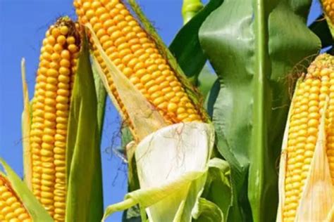 迪卡1563玉米品种介绍 | 农人网