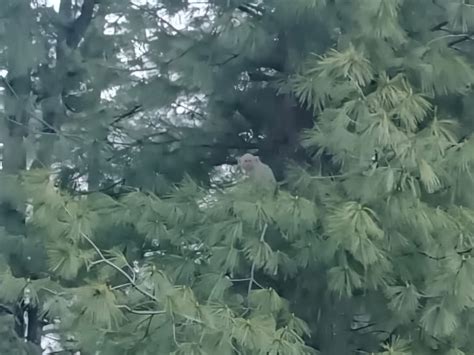 Himachal Rare White Monkey Sighting | Tunda Wildlife Sanctuary Surveillance